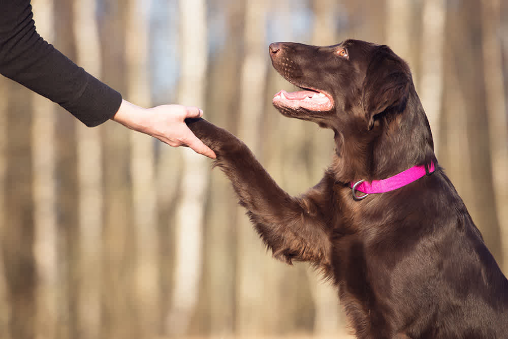 How-To: Dog Training Essentials