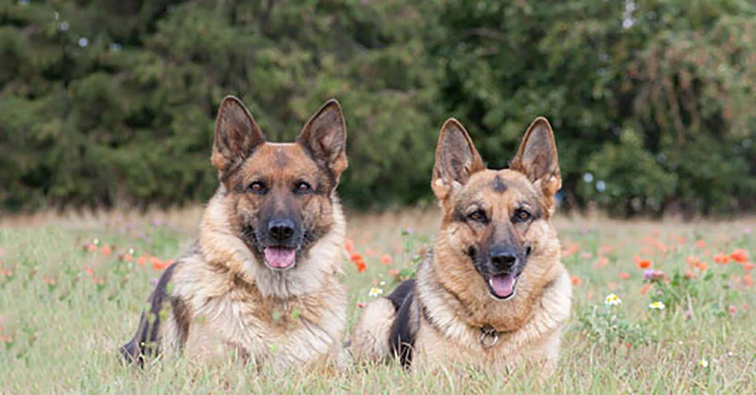  Male Vs Female AKC German Shepherd Puppies