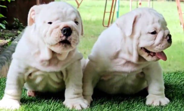 Easygoing Bulldog For Sale: Your New Best Friend Awaits!